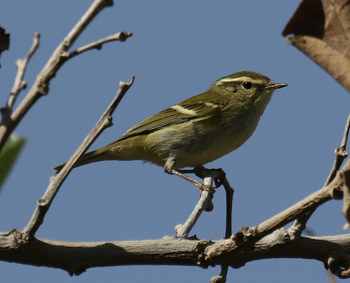 Yellow-browed Warbler - ML75351831
