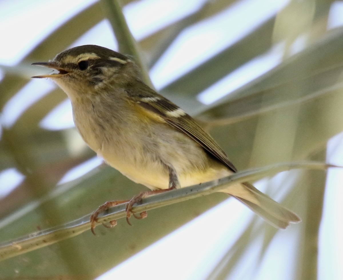 Yellow-browed Warbler - ML75351841