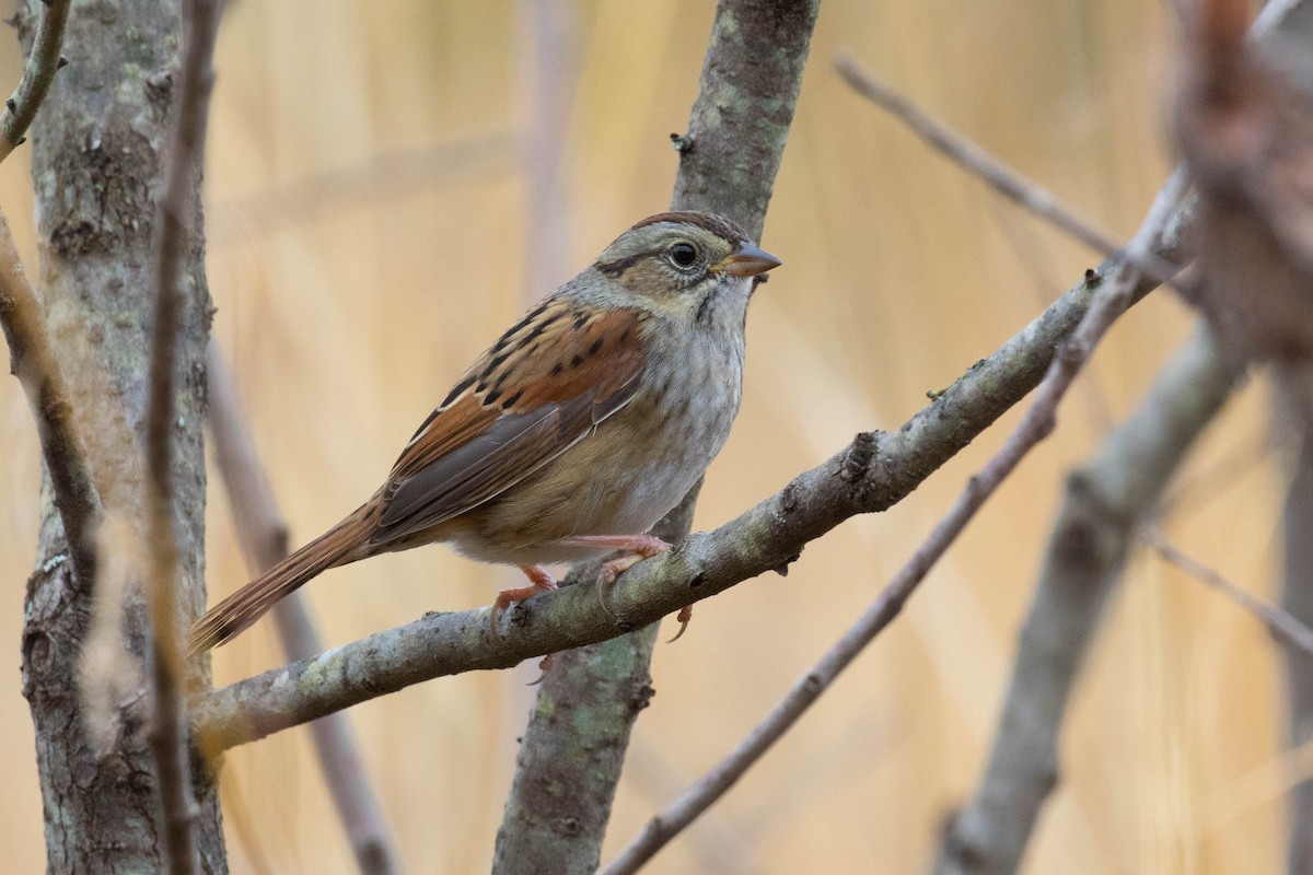 Swamp Sparrow - Dixie Sommers