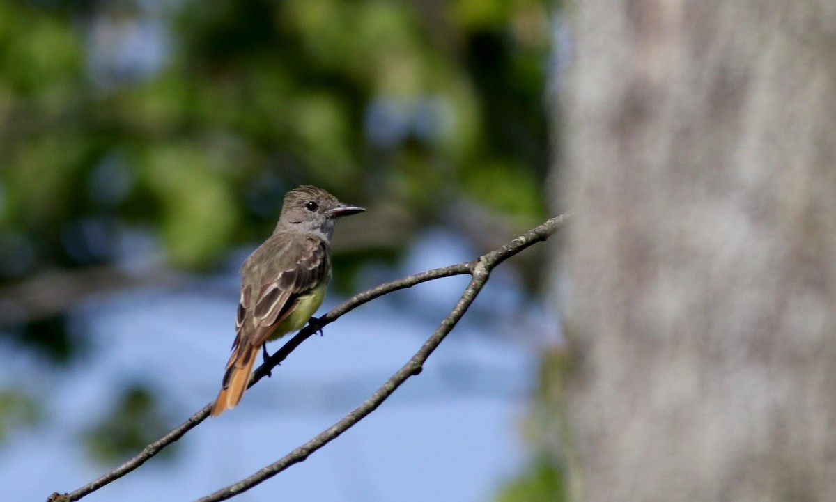 Great Crested Flycatcher - ML75353081