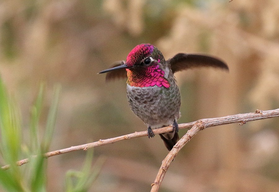 Anna's Hummingbird - ML75353941