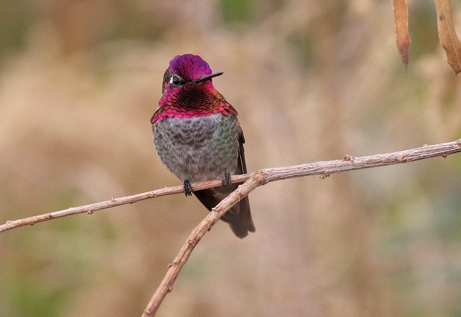 Anna's Hummingbird - ML75353951