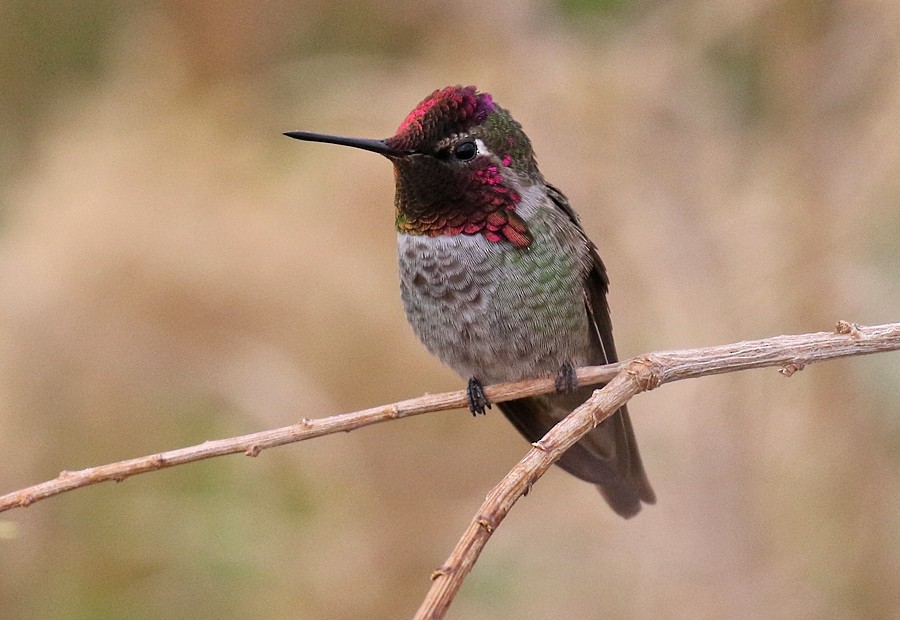 Anna's Hummingbird - ML75353971