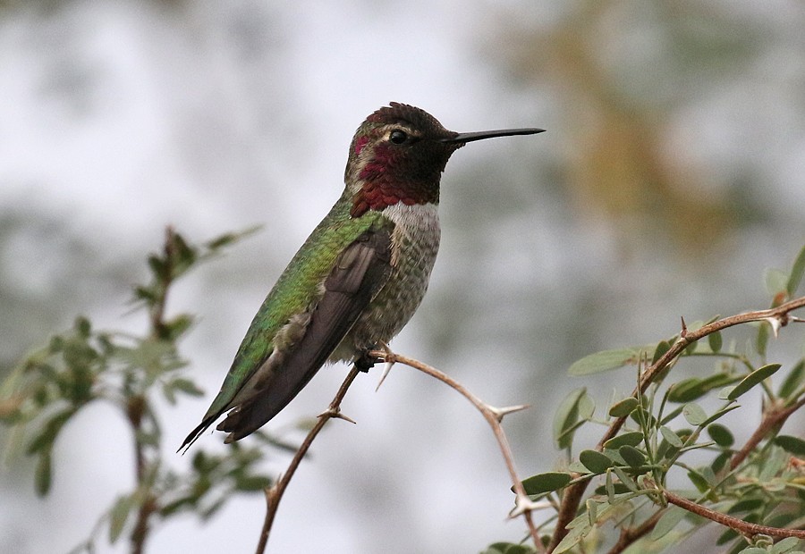 Anna's Hummingbird - ML75353981