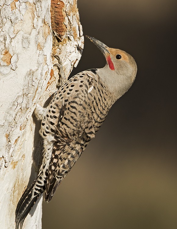 Northern Flicker (Red-shafted) - Dave Furseth