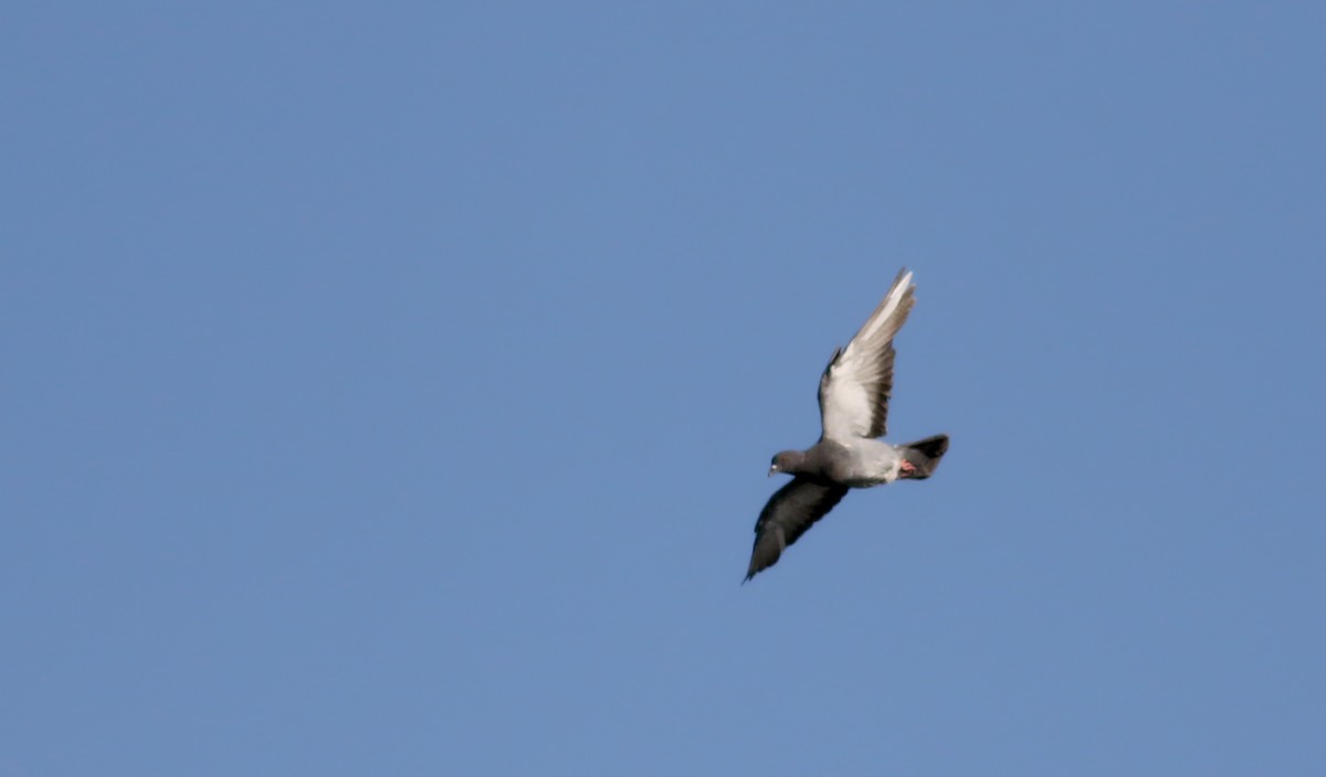 Rock Pigeon (Feral Pigeon) - ML75357361