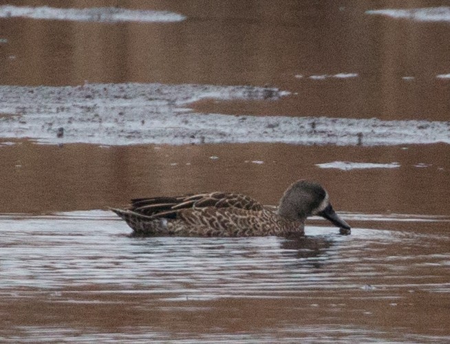 Blue-winged Teal - ML75357991