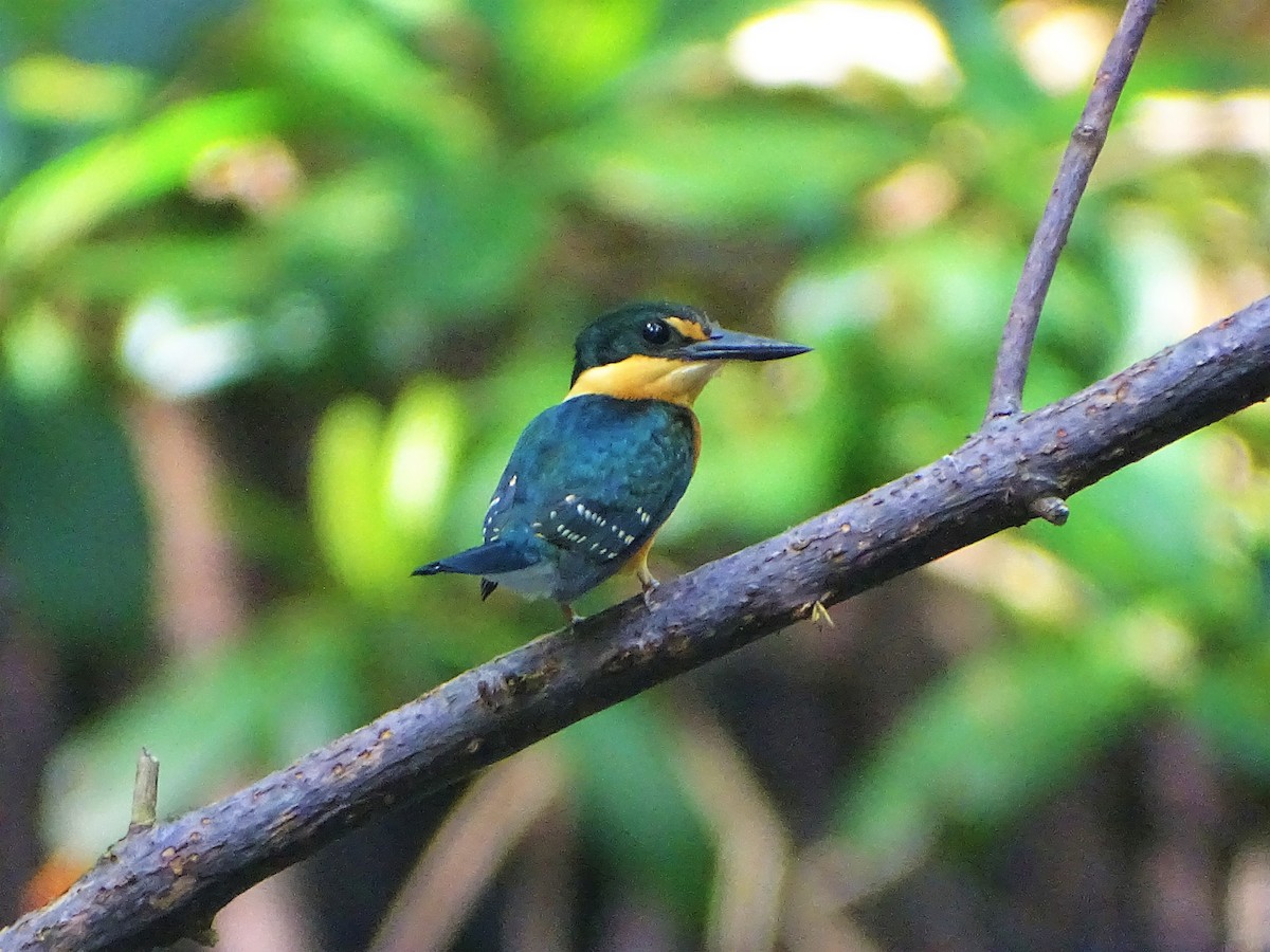 American Pygmy Kingfisher - Meghan Koenig