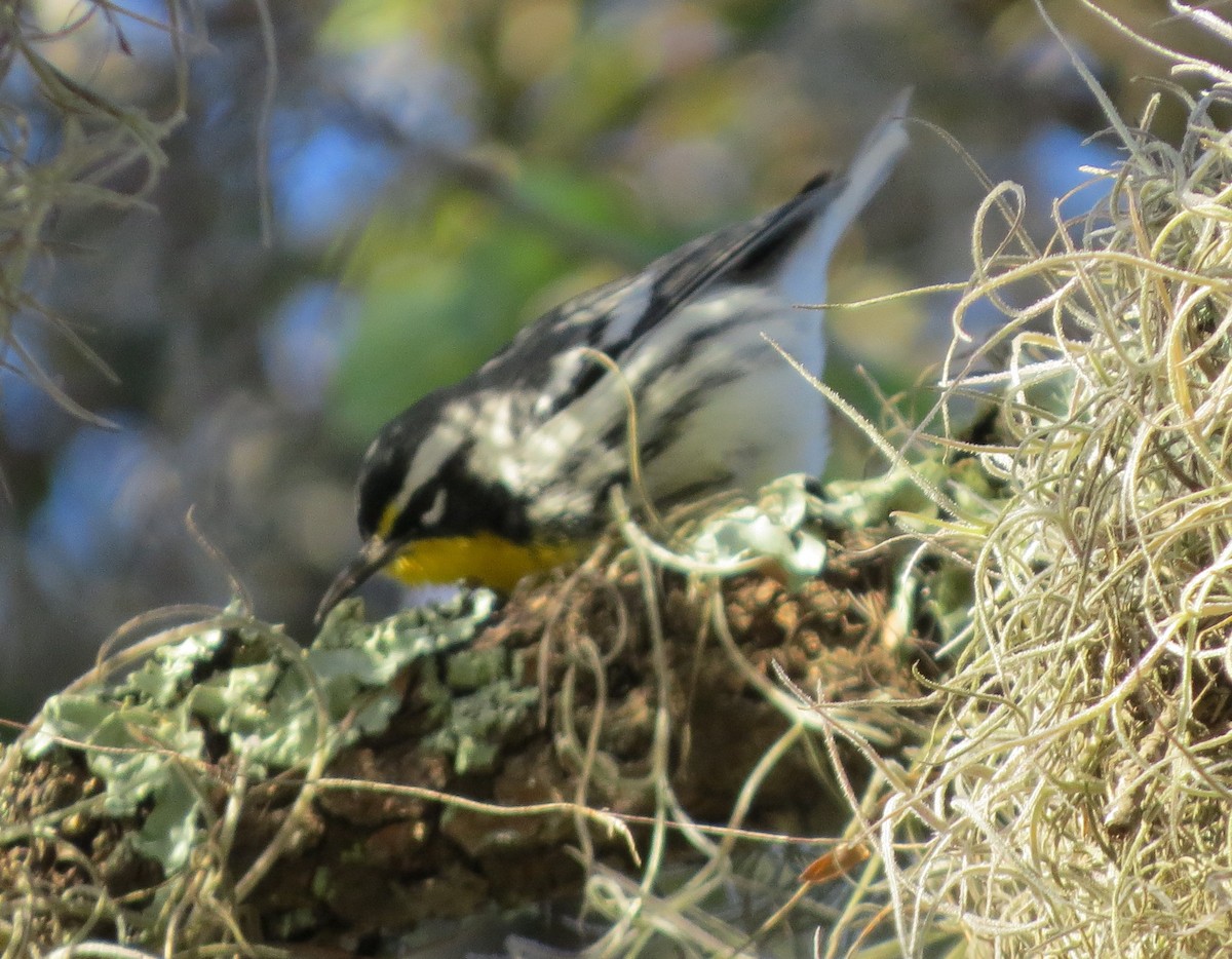 Yellow-throated Warbler - ML75362151