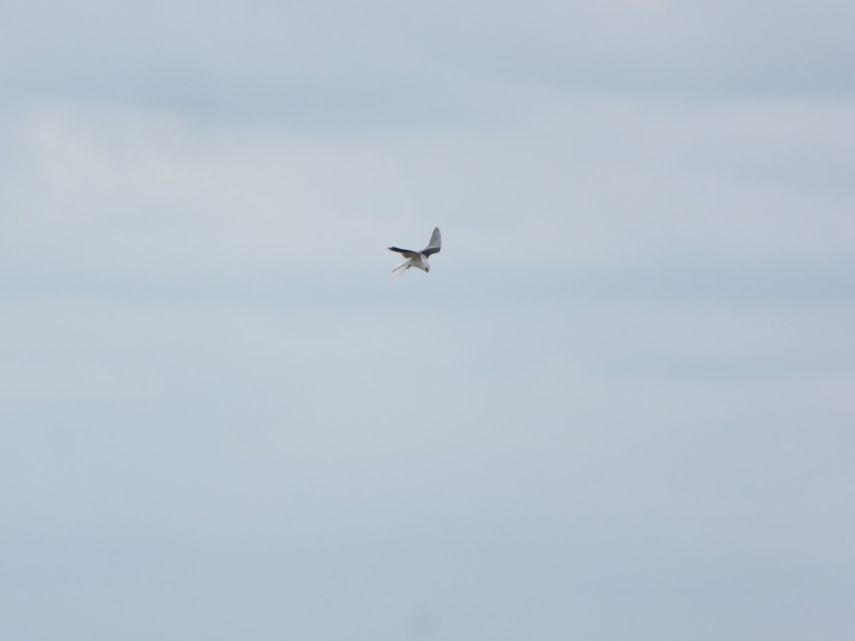 White-tailed Kite - ML75366341