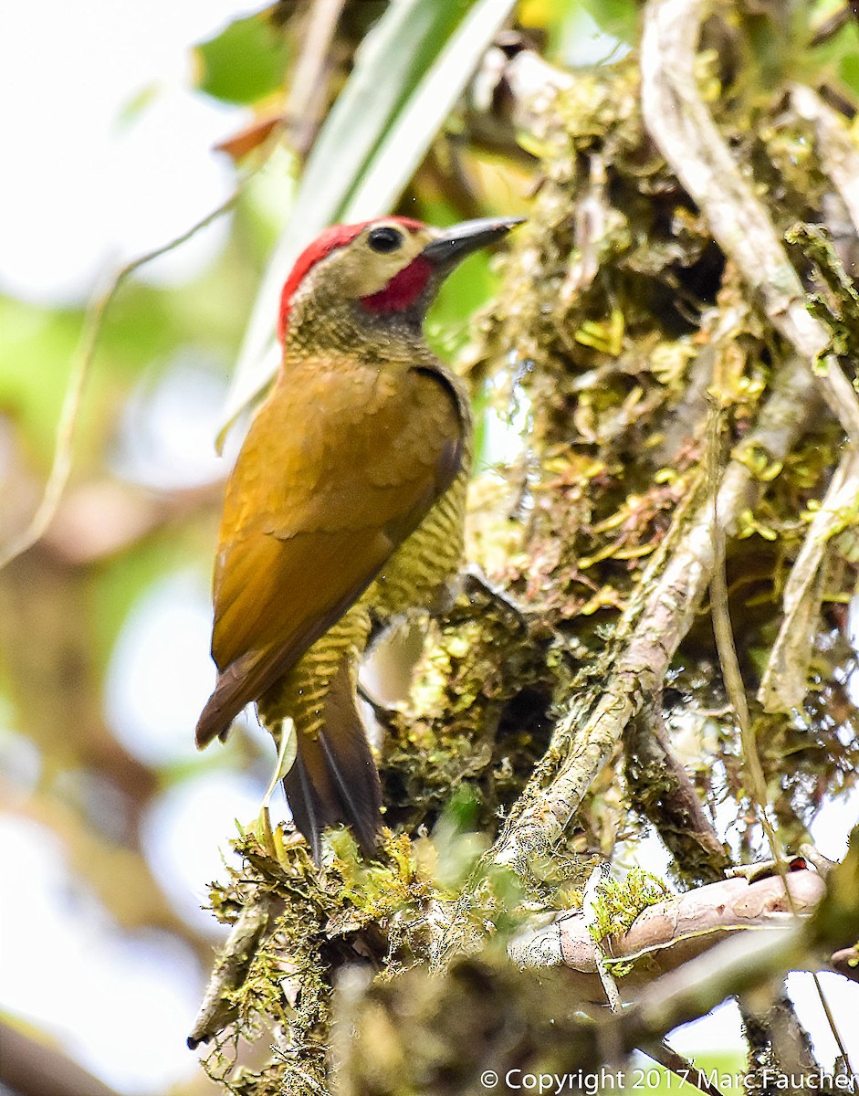 Golden-olive Woodpecker - Peggy Faucher
