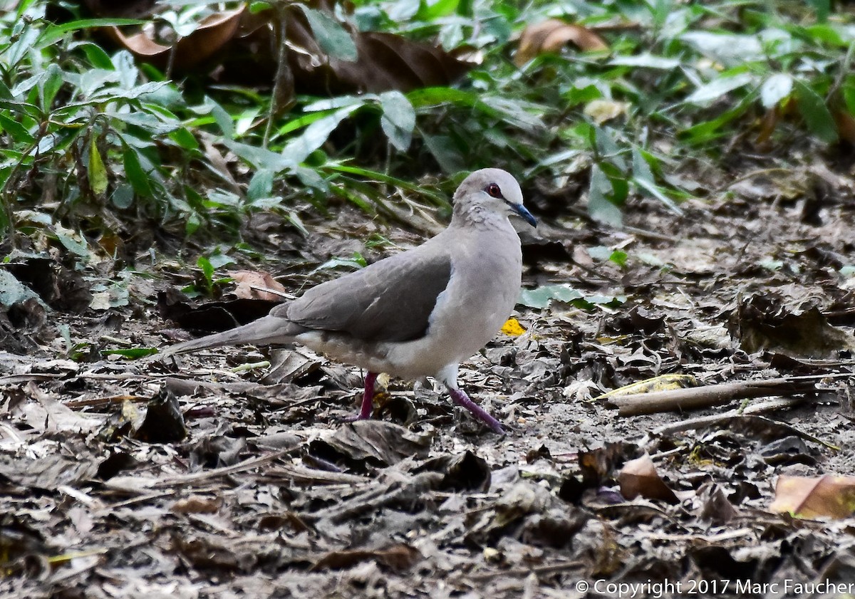 White-tipped Dove - Peggy Faucher