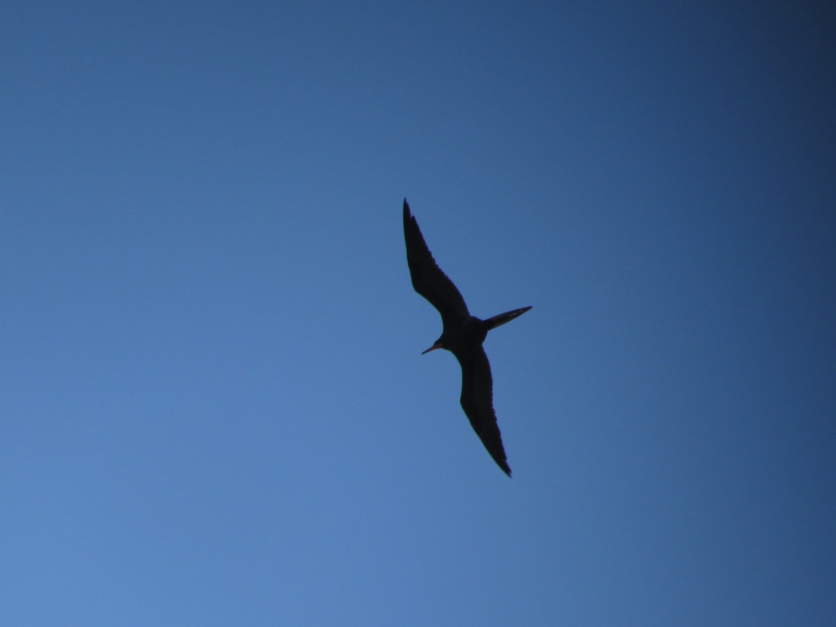 Magnificent Frigatebird - Oveth Fuentes