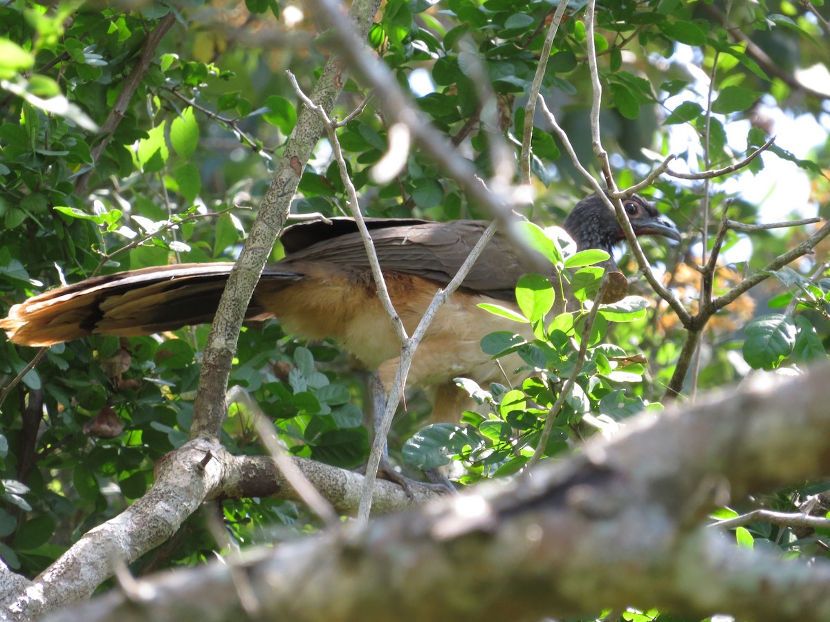 West Mexican Chachalaca - ML75369331