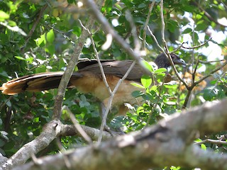 West Mexican Chachalaca, ML75369331