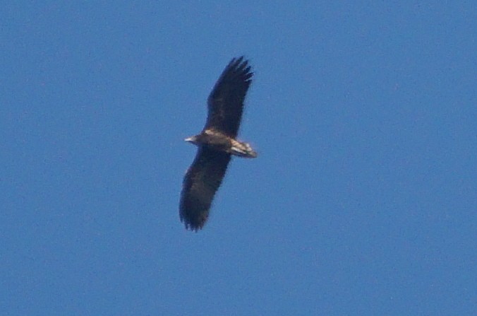 Egyptian Vulture - Rui Caratão