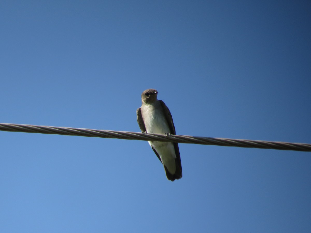 Northern Rough-winged Swallow - Oveth Fuentes