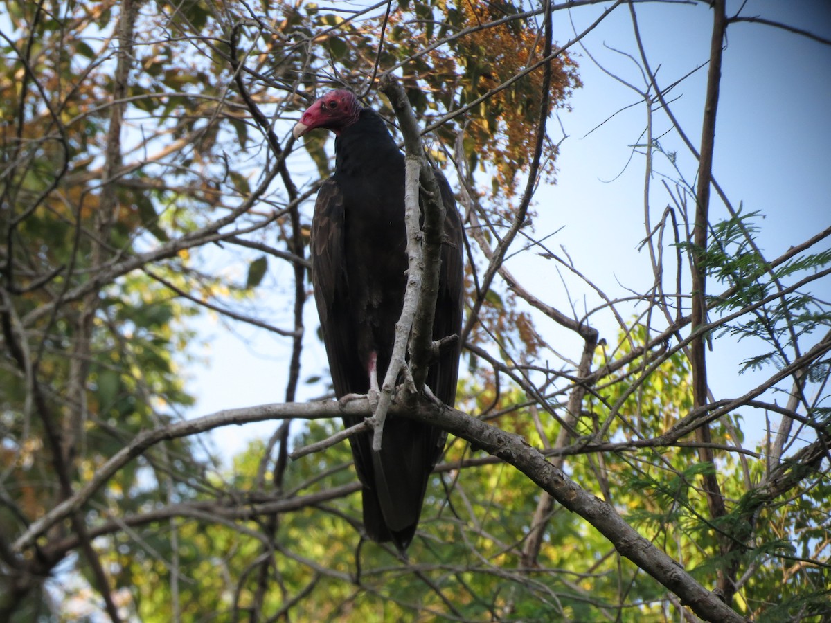 Turkey Vulture - Oveth Fuentes