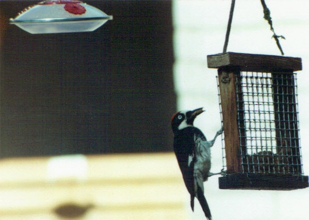Acorn Woodpecker - Mark A. Brogie