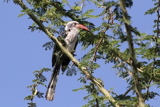  - Damara Red-billed Hornbill