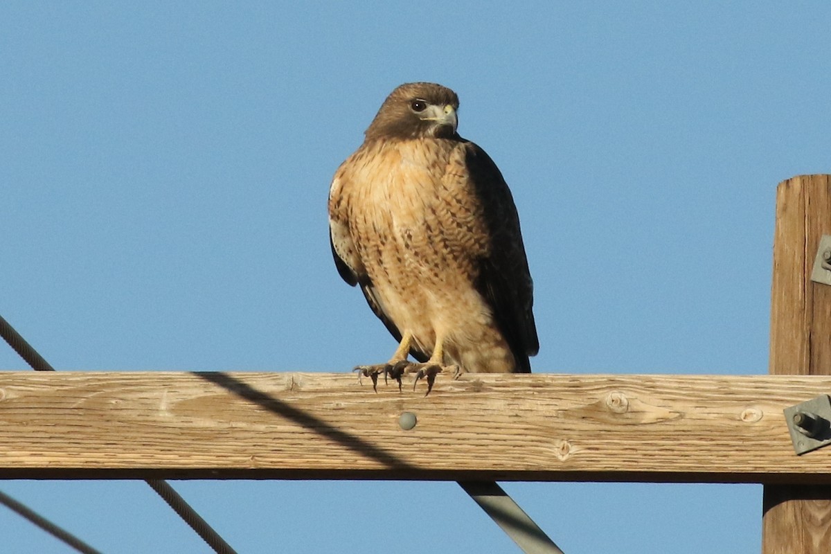 Red-tailed Hawk - ML75372421