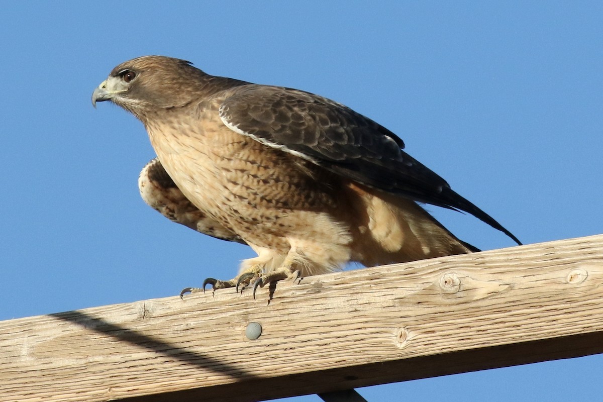 Red-tailed Hawk - Lindsay Story