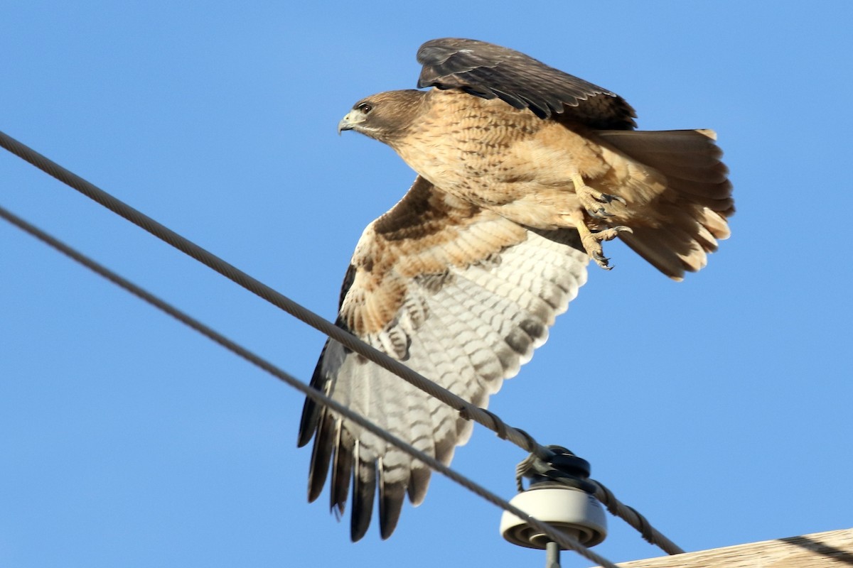 Red-tailed Hawk - Lindsay Story
