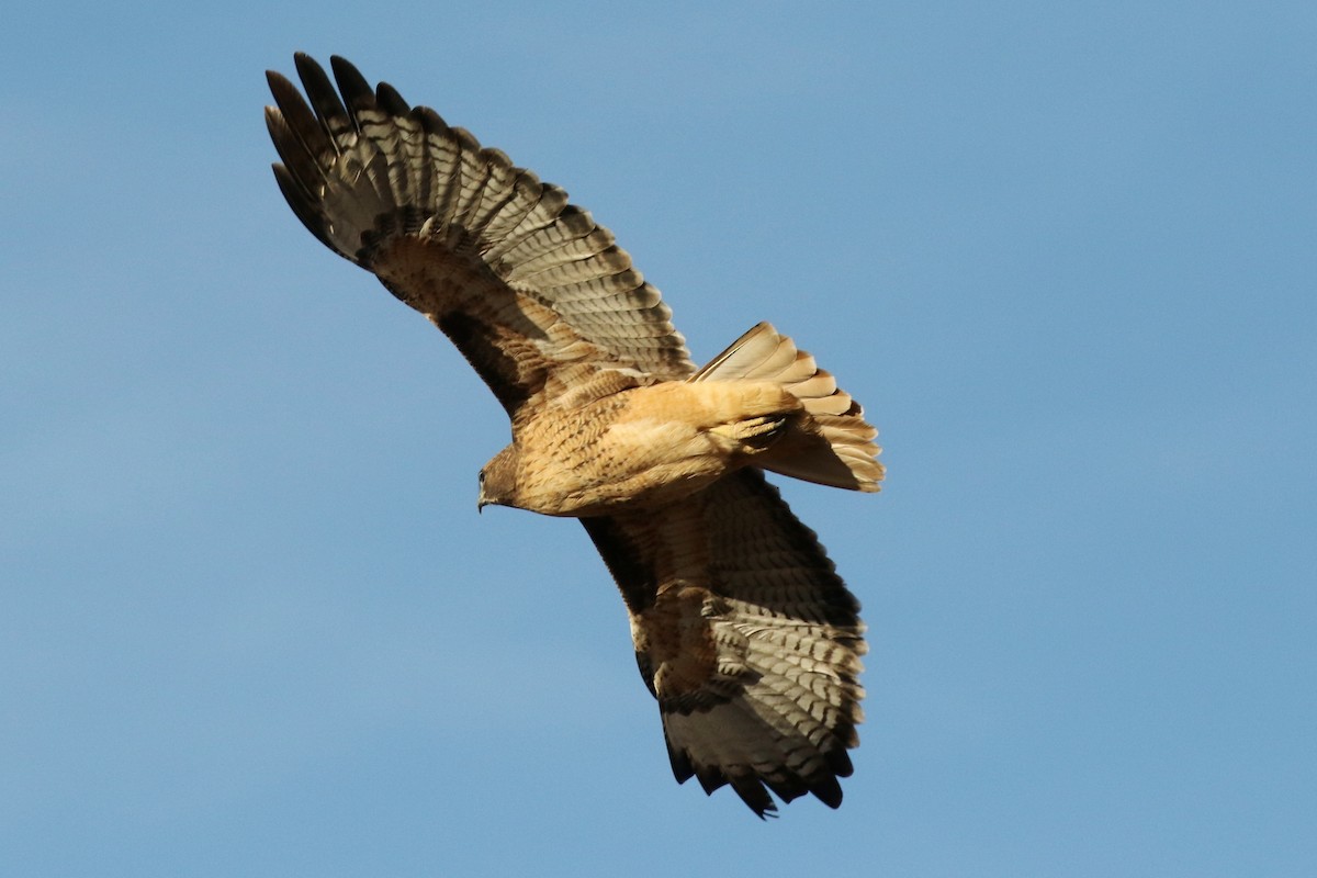Red-tailed Hawk - ML75372481
