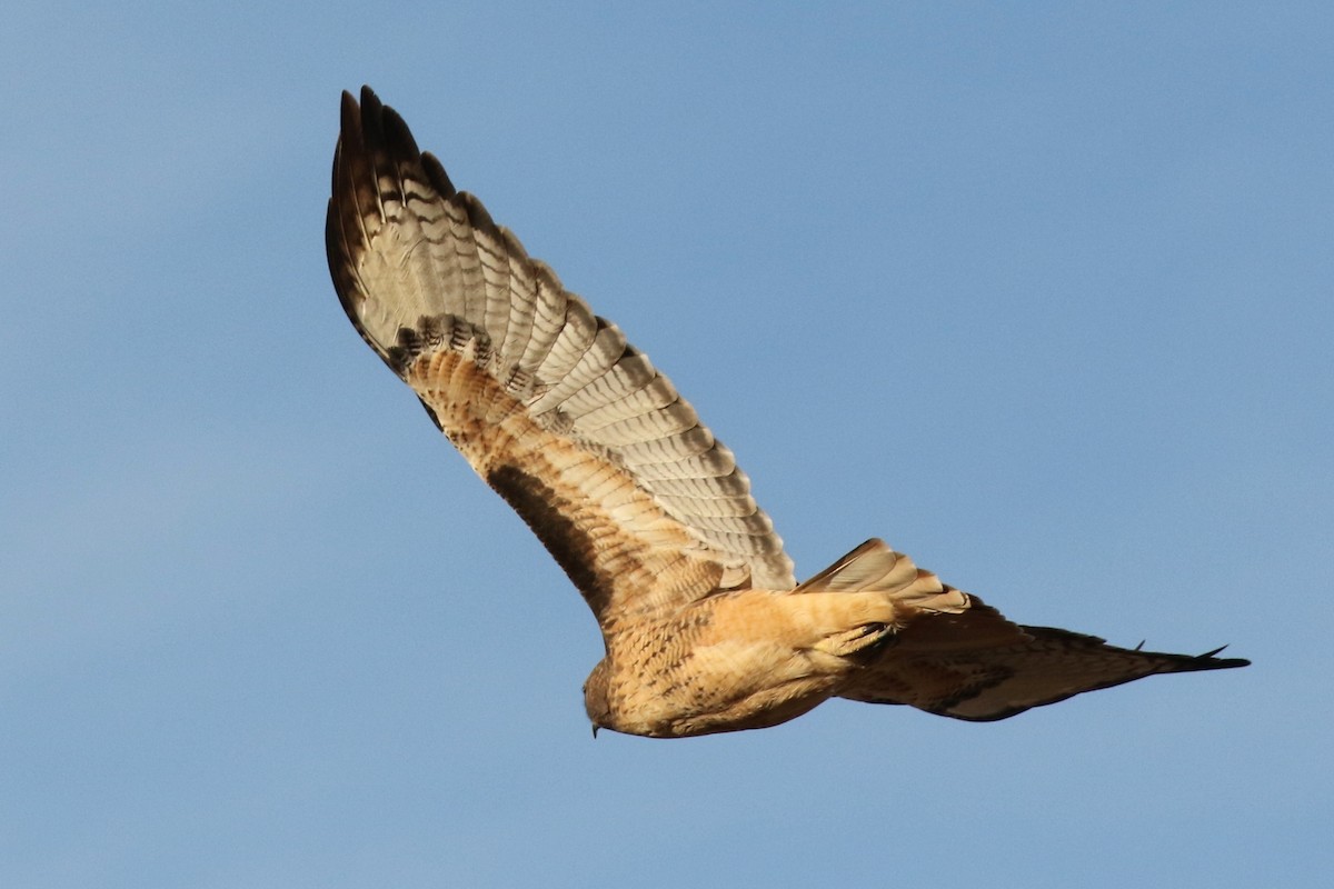 Red-tailed Hawk - ML75372501