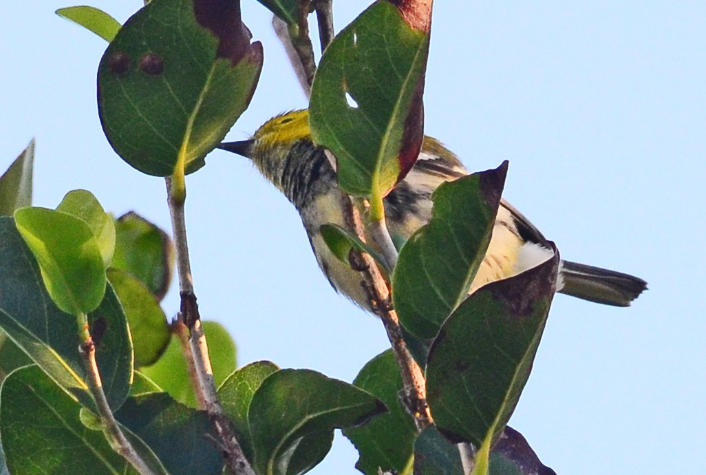 Black-throated Green Warbler - Duncan Mullis