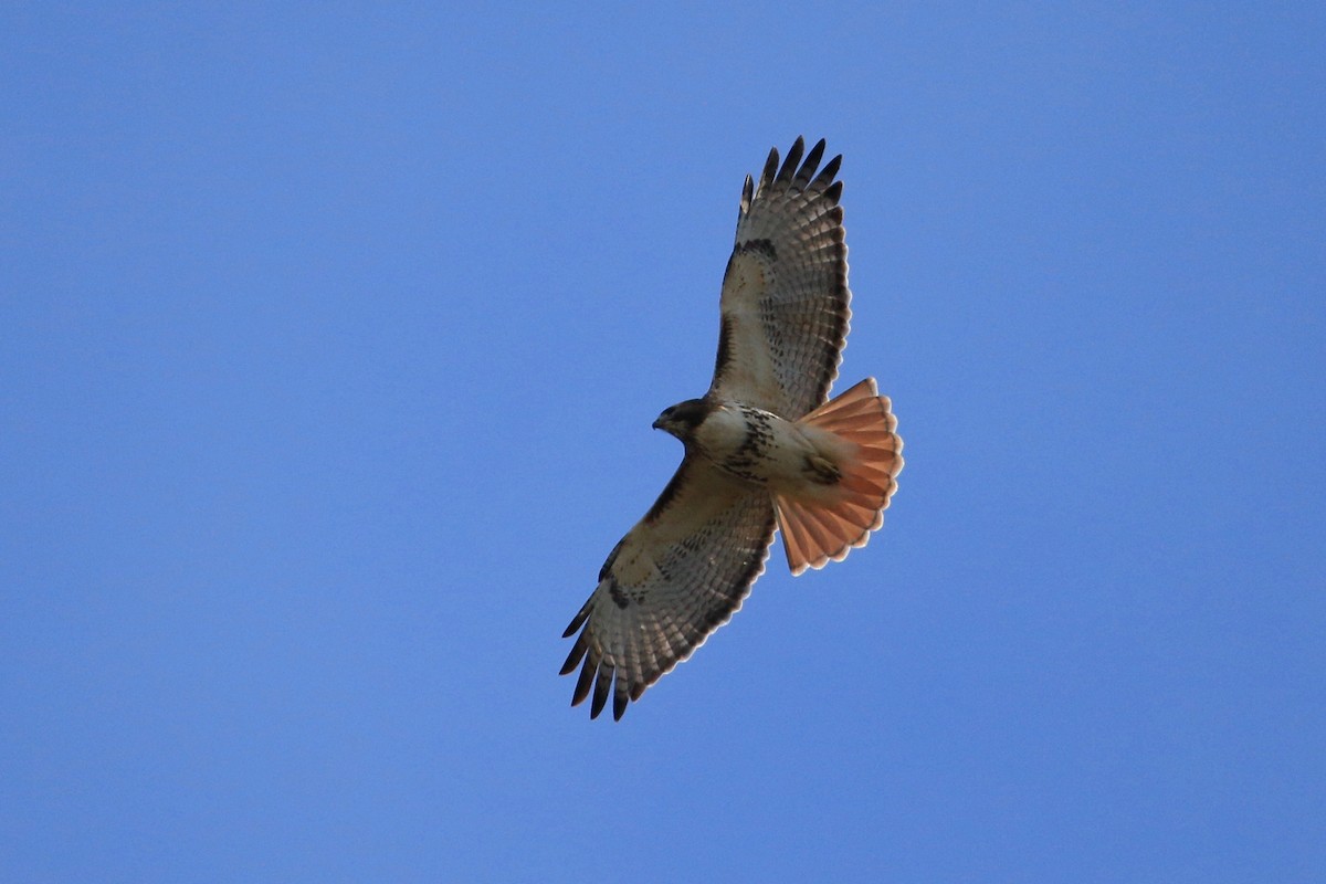 Red-tailed Hawk - ML75373821