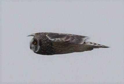 Short-eared Owl - Mark Nenadov