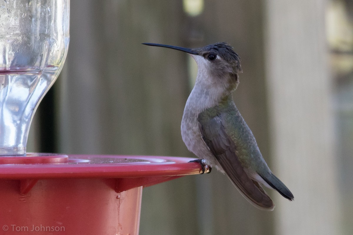 Black-chinned Hummingbird - ML75375801