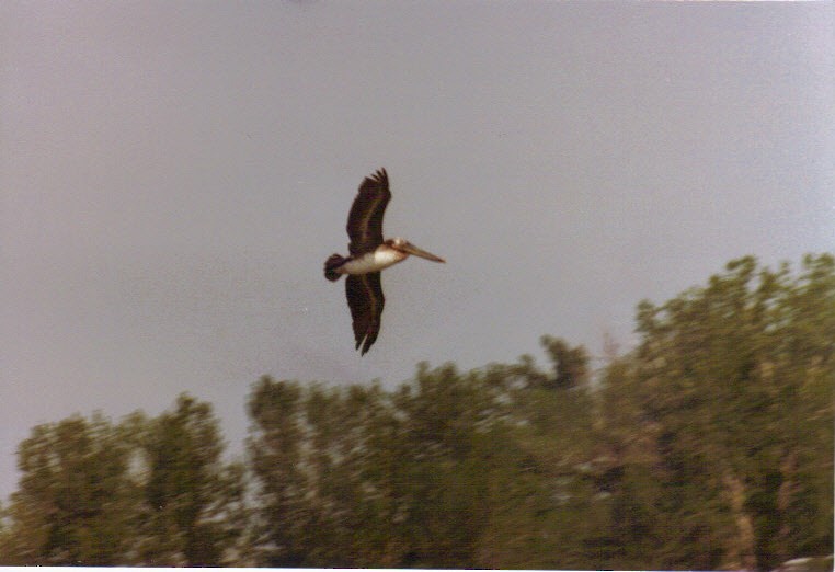 Brown Pelican - Mark A. Brogie
