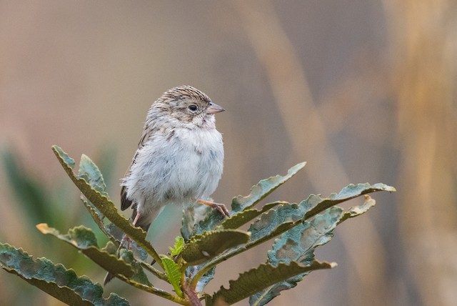 Brewer's Sparrow