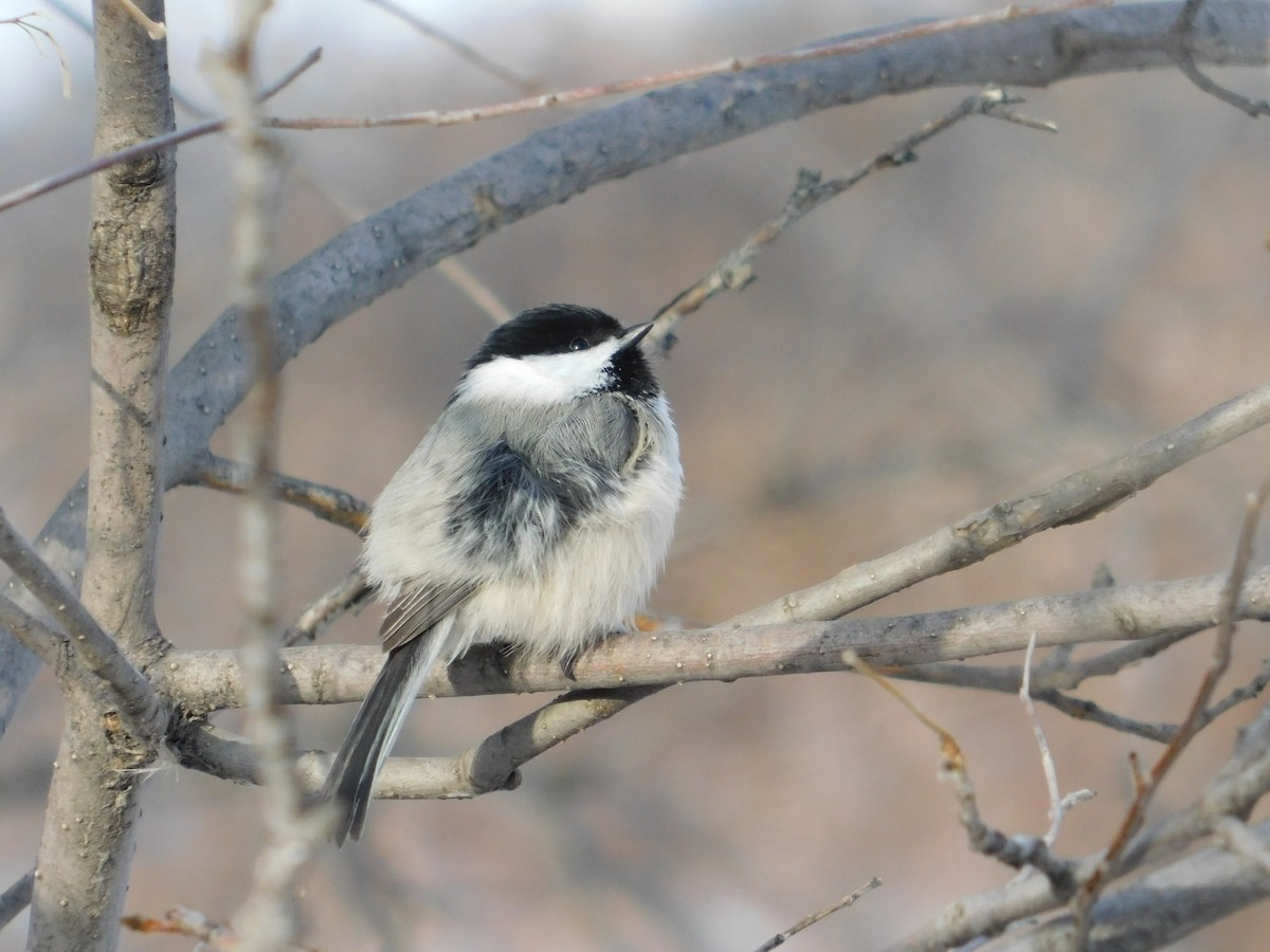 Black-capped Chickadee - Gail Fennell