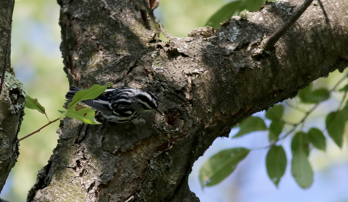 Black-and-white Warbler - ML75383591