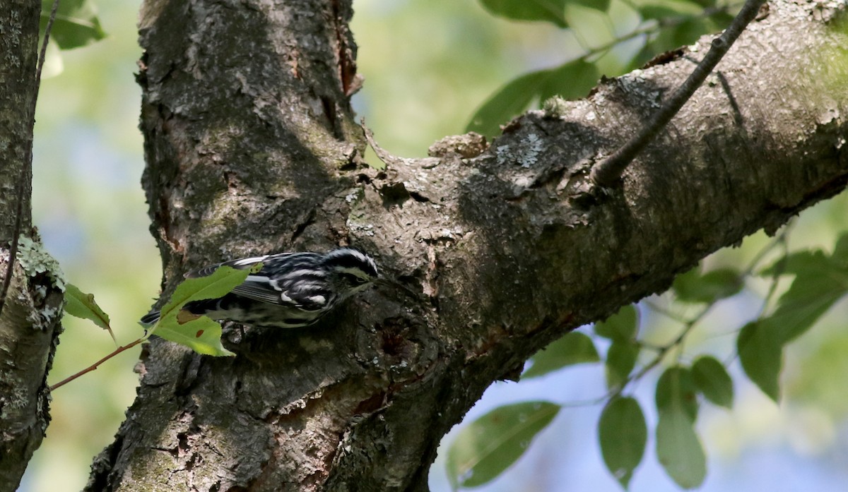 Black-and-white Warbler - ML75383601