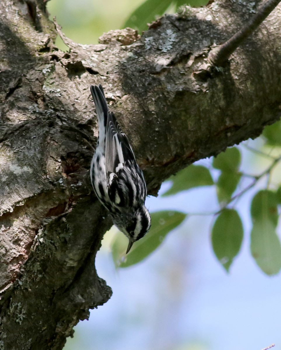 Black-and-white Warbler - ML75383641