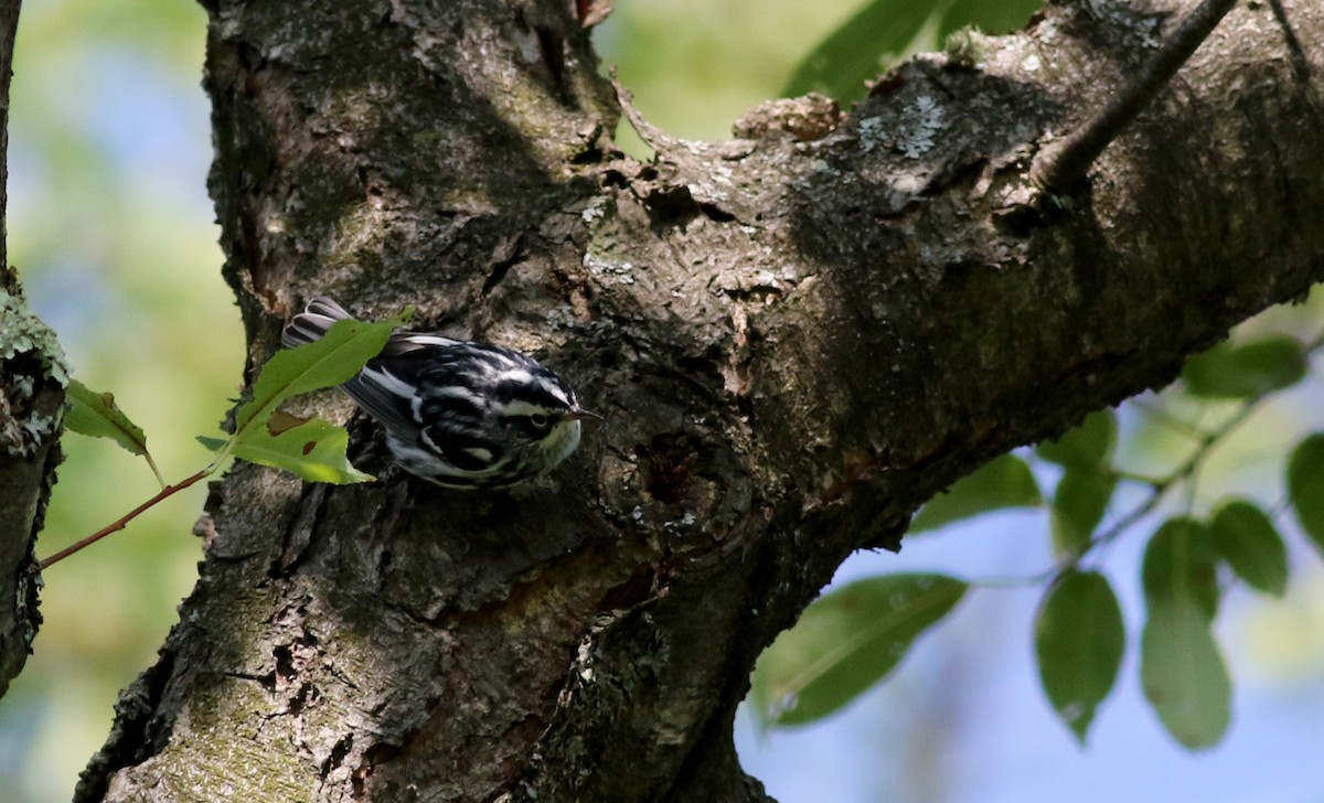 Black-and-white Warbler - ML75383651