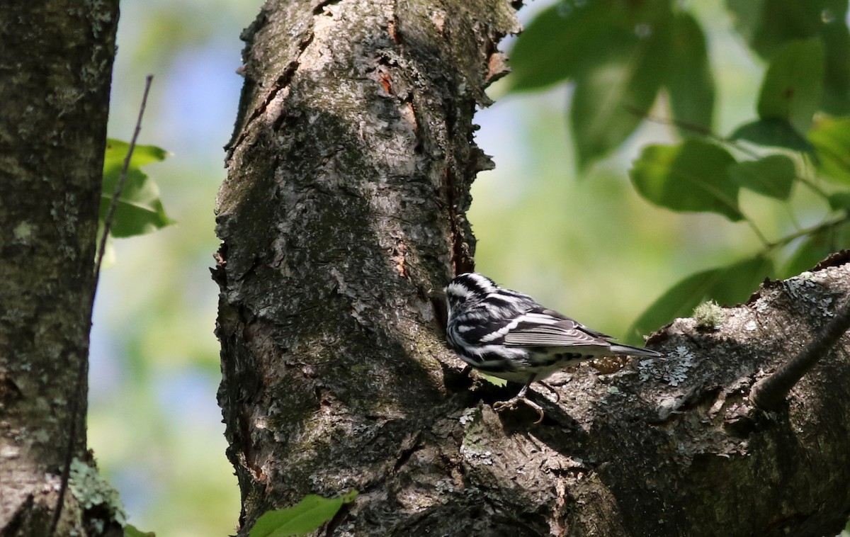 Black-and-white Warbler - ML75383671