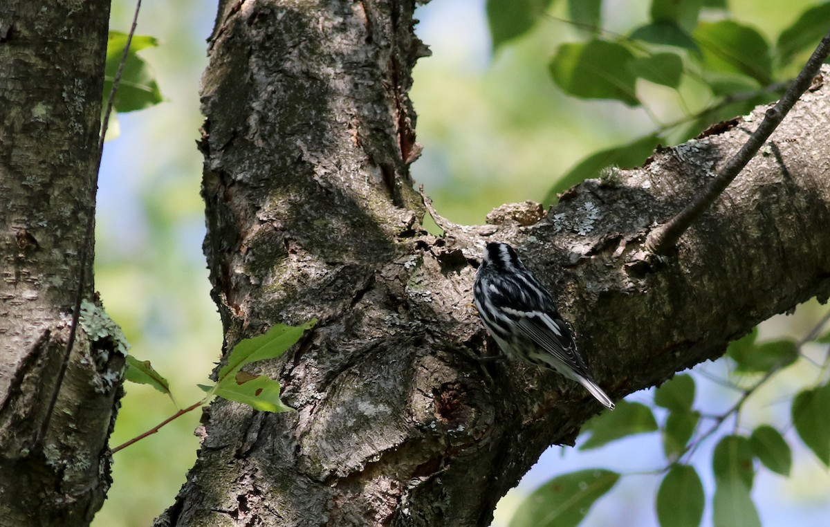 Black-and-white Warbler - ML75383681