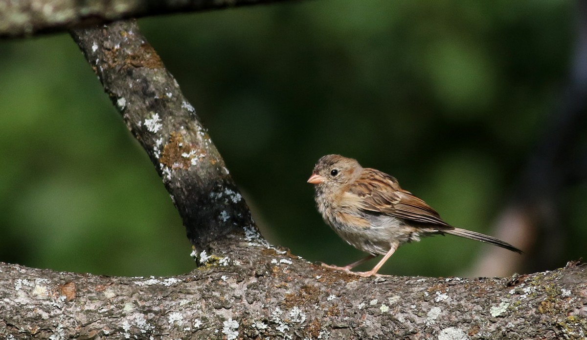 Field Sparrow - ML75383751
