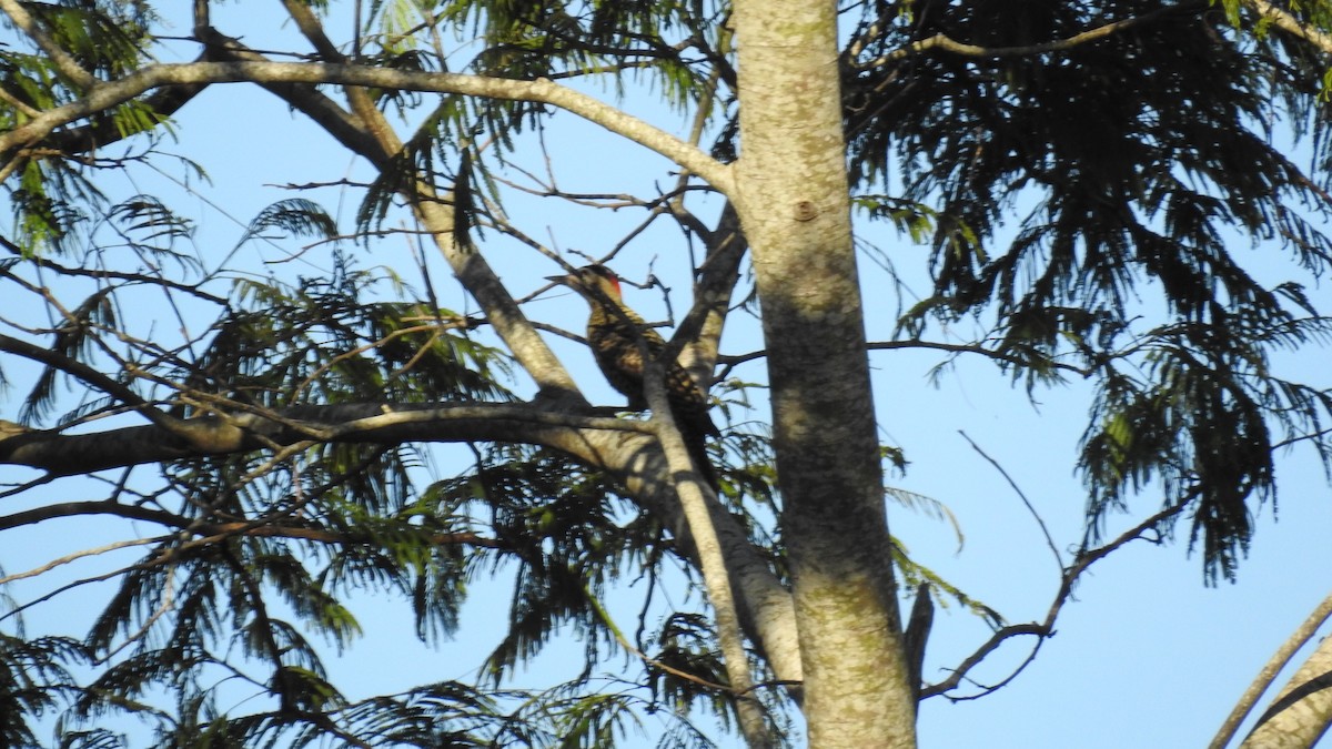 Green-barred Woodpecker - ML75384481
