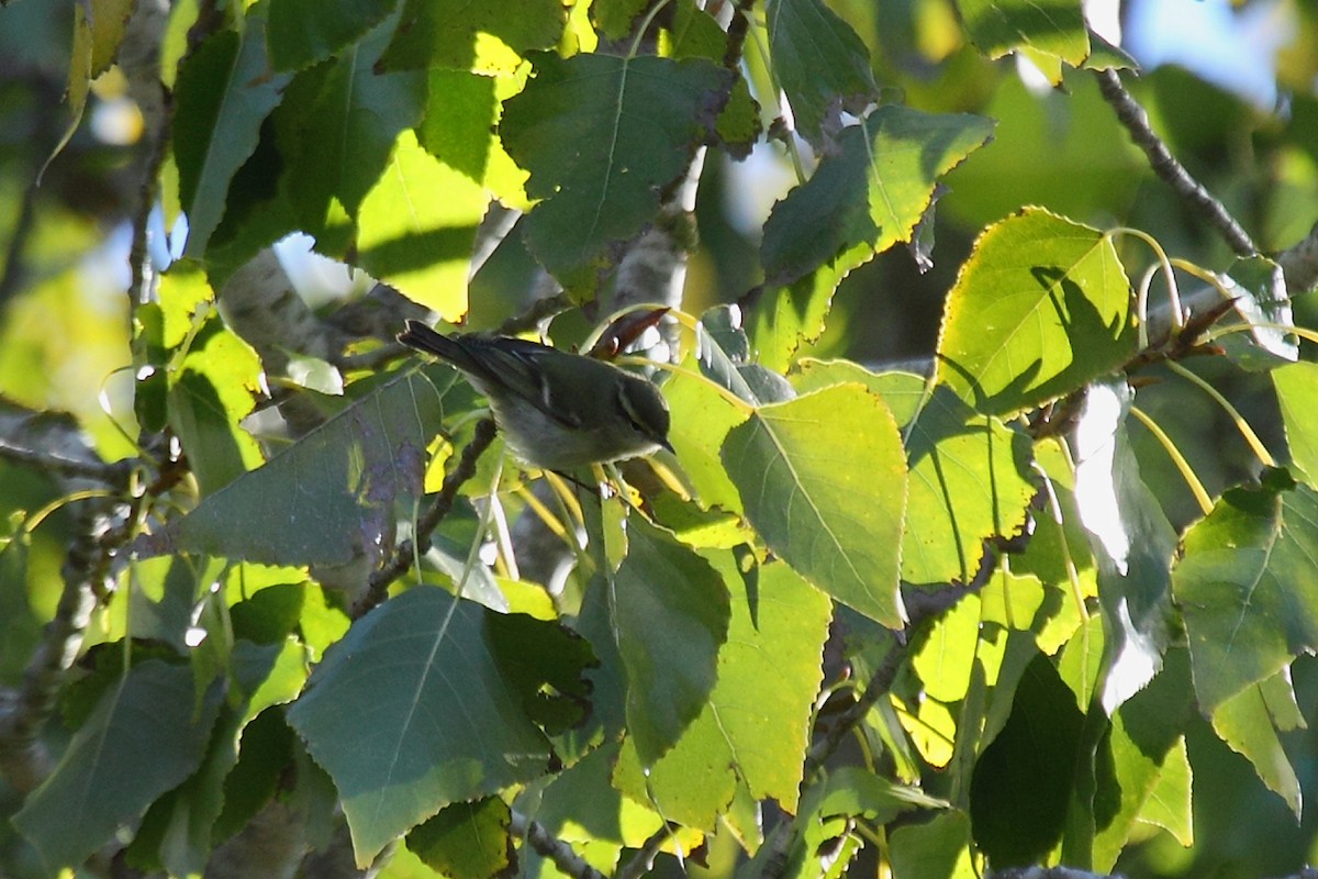 Yellow-browed Warbler - António Gonçalves