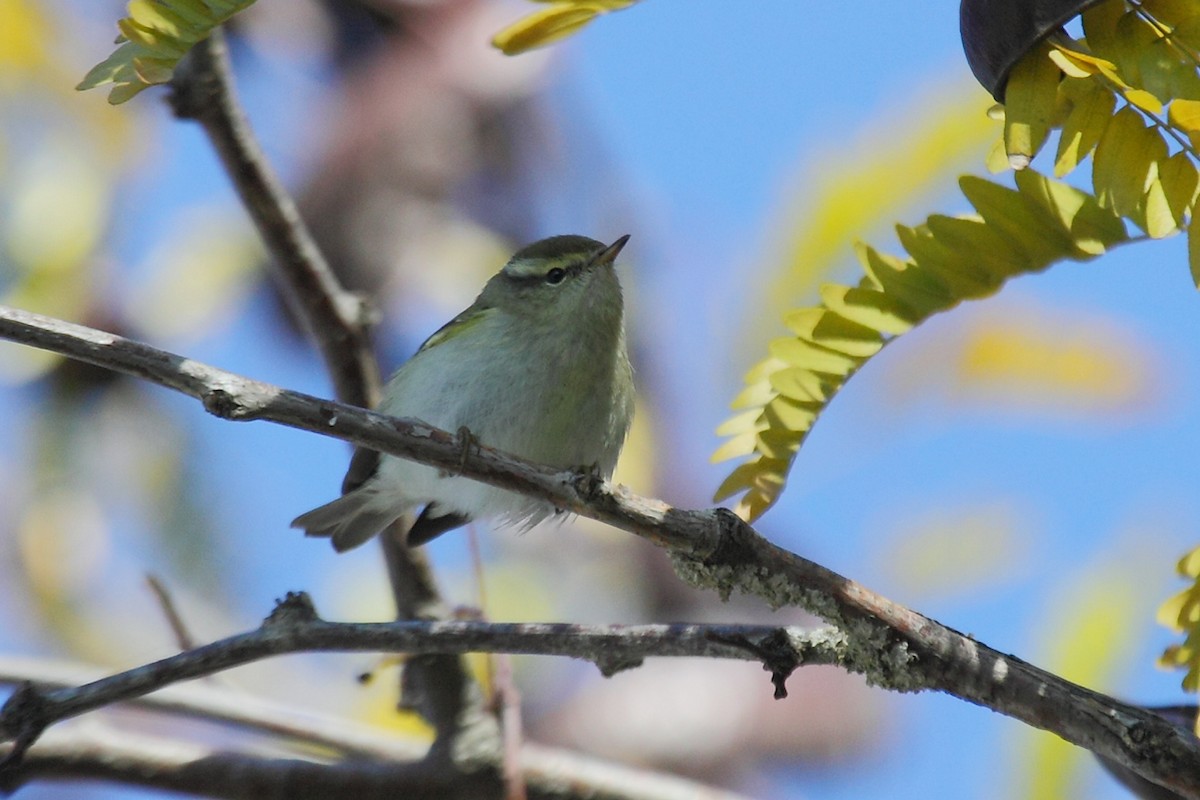 Yellow-browed Warbler - ML75385341