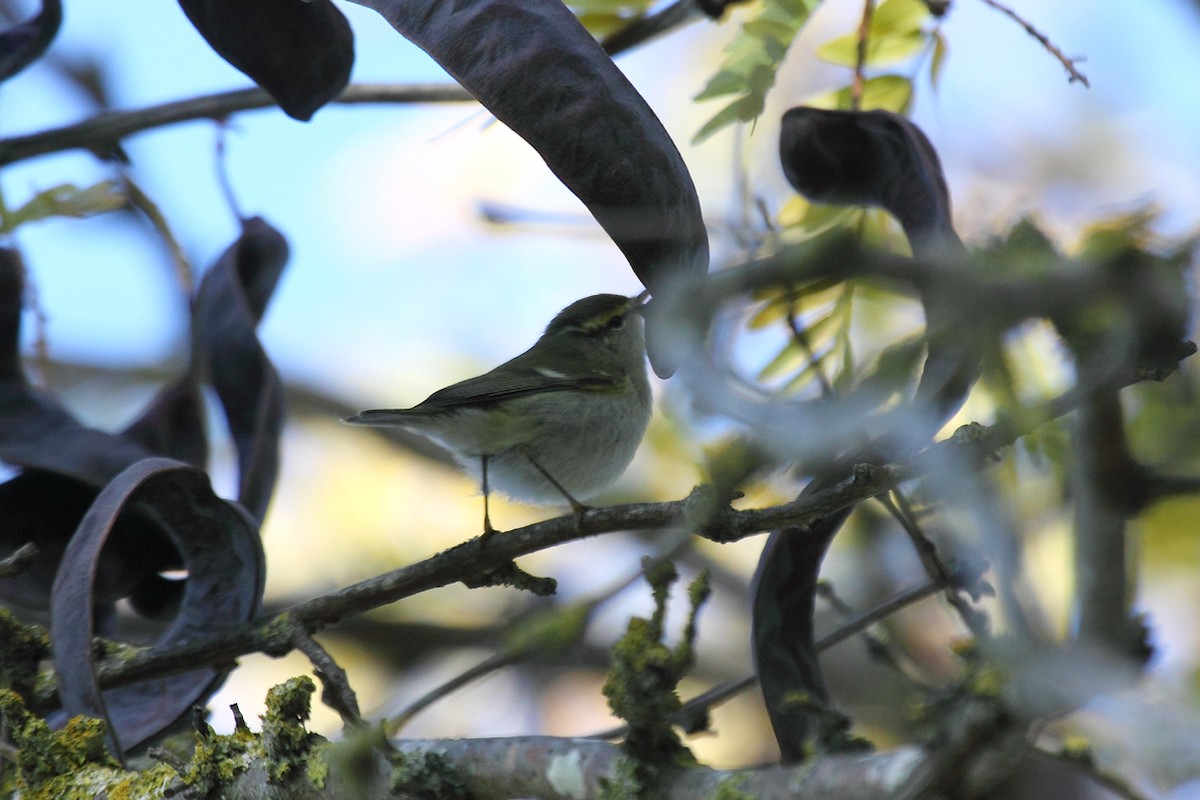 Yellow-browed Warbler - ML75385361