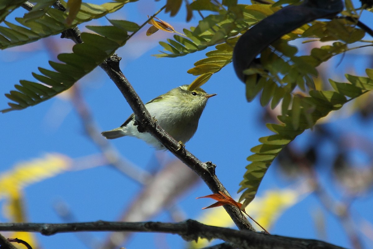 Yellow-browed Warbler - ML75385371