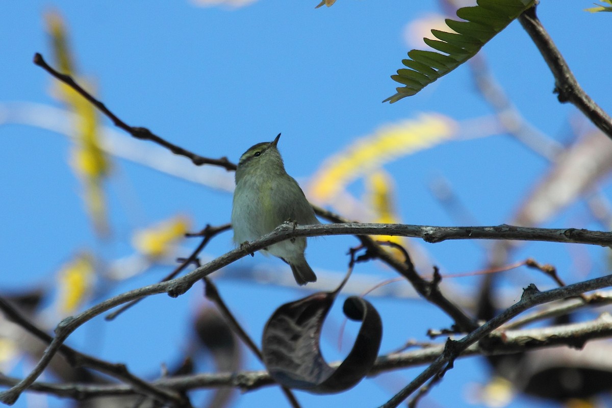 Yellow-browed Warbler - ML75385381