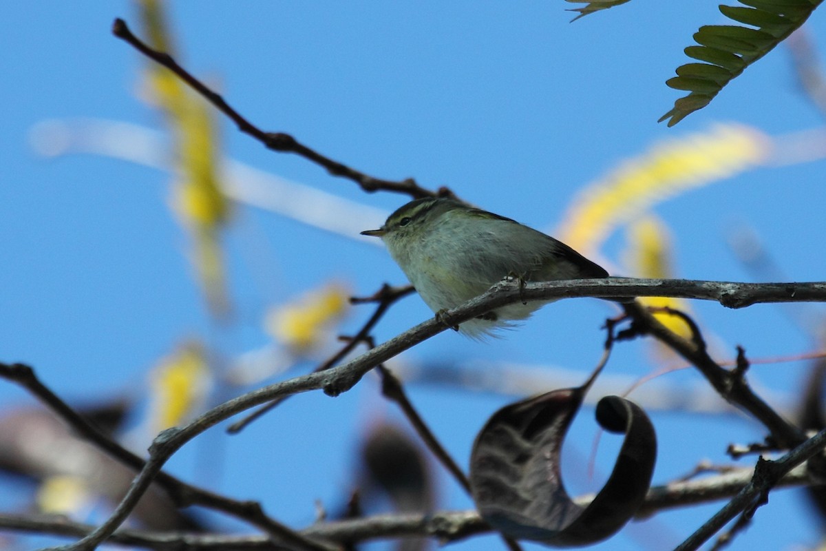 Yellow-browed Warbler - ML75385401